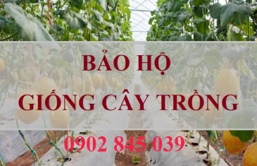 bao ho giong cay trong